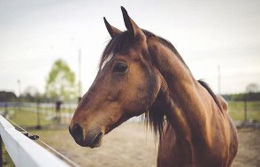 Tierkommunikation mit Pferd