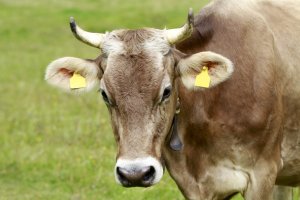 Hommage an die Kühe